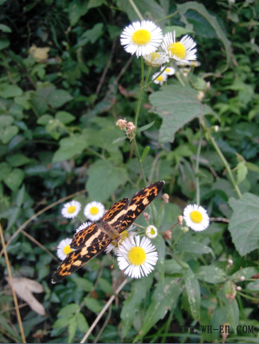 1xBET��Signup(�й�����)-�ٷ���վ