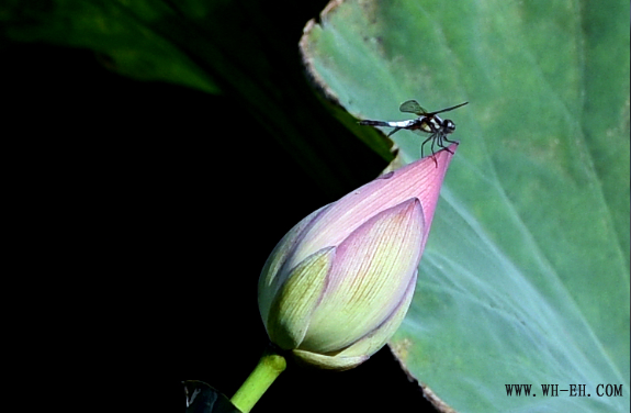 1xBET��Signup(�й�����)-�ٷ���վ